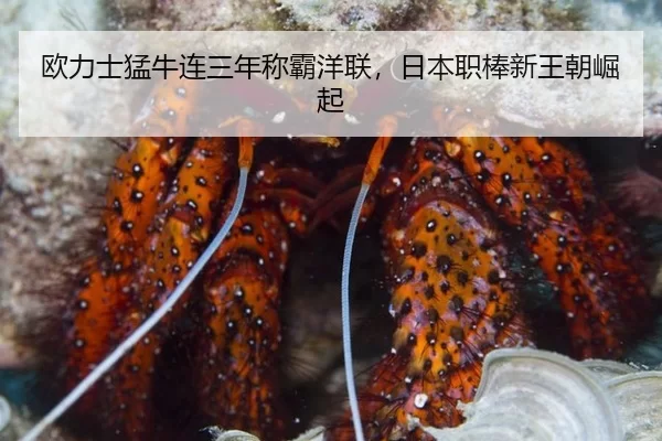 ou-li-shi-meng-niu-lian-san-nian-cheng-ba-yang-lian-ri-ben-zhi-bang-xin-wang-chao-jue-qi-3-548.jpg